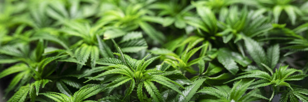 Cannabis vape companies experiencing sales boom during pandemic