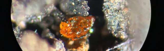 First-Ever Amber Found in Antarctica Unlocks Secrets of Cretaceous Rainforest