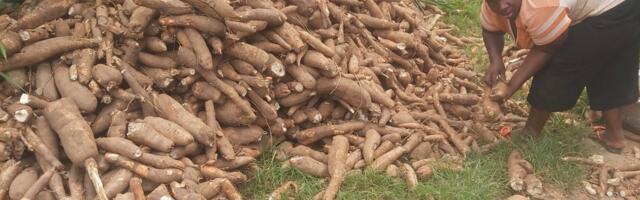 New tech to help Ghanaian cassava processers dry crops