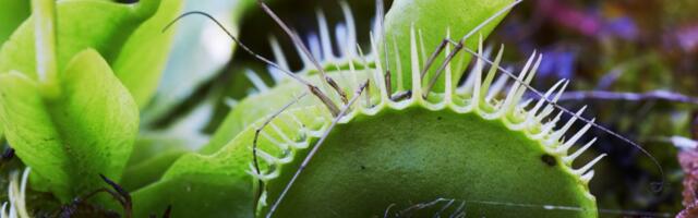 Scientists unlock secret to Venus flytrap’s hair-trigger response