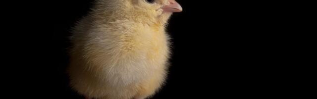 Save the male chicks