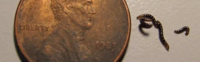 Antarctica’s Only Bug Is Eating Something It Really Shouldn’t