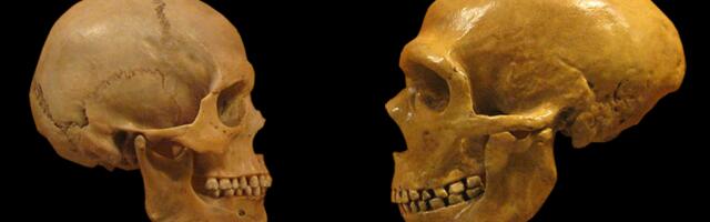Neanderthal brains measure up to ours—literally