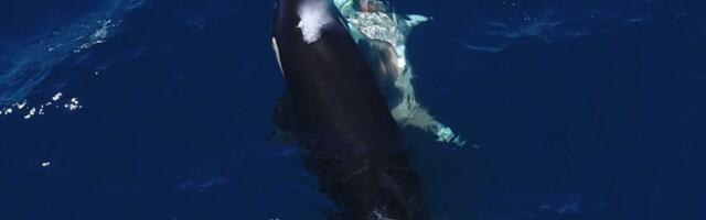 Jaw-Dropping Video Shows Orcas Flipping a Great White Shark to Feast On Its Liver