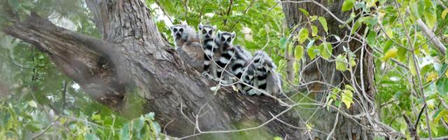 The world’s lemurs are going extinct. This is the only way to save them.
