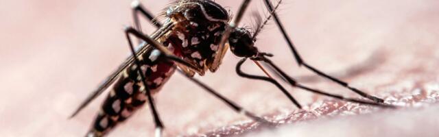 Flight Path Data Shows How Mosquitoes Target Humans