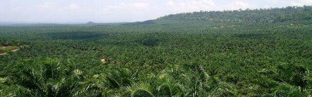 Perma Sensing secures pre-seed funding to improve palm plantation sustainability