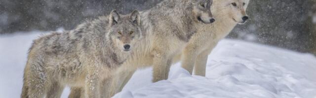Dog domestication happened many times, but most didn’t pan out