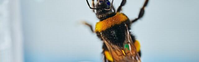 Bumblebees can spontaneously solve problems, study finds