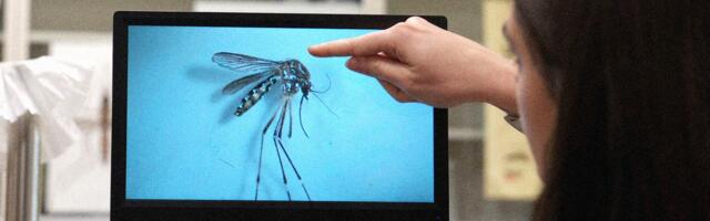 An Invasive Disease-Carrying Mosquito Has Spread to the Rocky Mountains