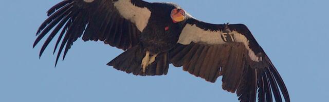 Return of the California Condor