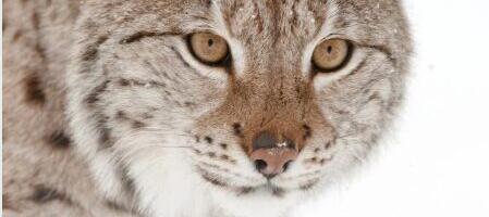 Living with Lynx Sharing Landscapes with Big Cats, Wolves and Bears, reviewed