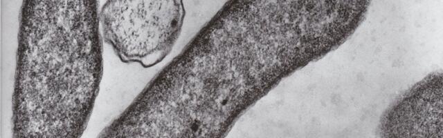 A ‘Flesh-Eating’ Germ Is on the Rise This Summer