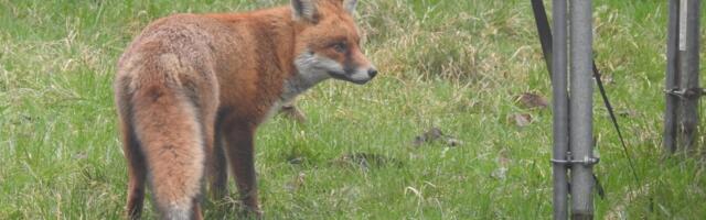 The search for foxes: Citizen Science calls on volunteers to record urban wildlife