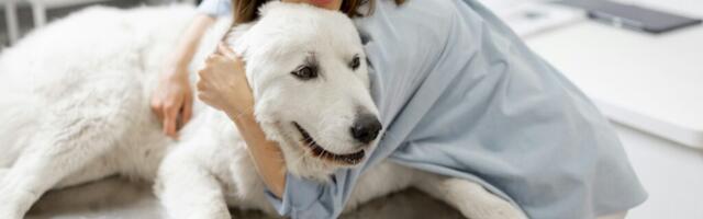 Pet care is the new European wellness economy