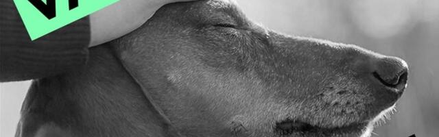 How Europe’s healthtech startups are fighting Big Tech’s censorship rules