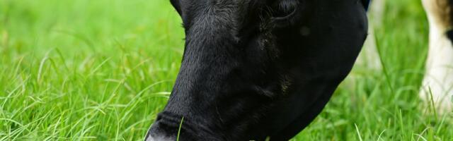 VistaMilk uses Satellites to Help Irish Dairy Farmers Manage the Land
