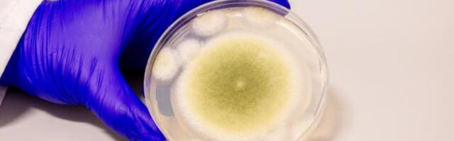 Notorious Fungus Blamed for ‘Mummy’s Curse’ Is Now a Promising Cancer Treatment