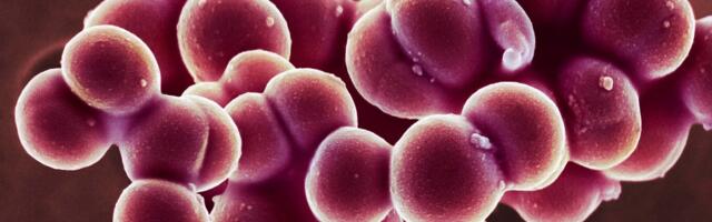 Generative AI Gave MIT Scientists a New Tool to Fight Antibiotic-Resistant Bacteria