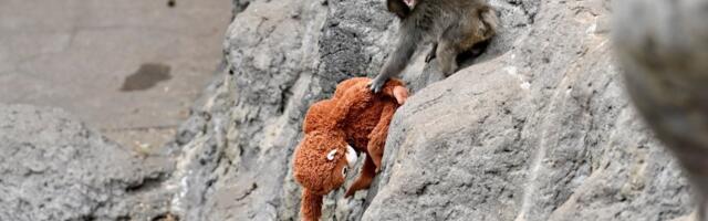 We all love viral videos of Punch the monkey. A lot of them are AI.