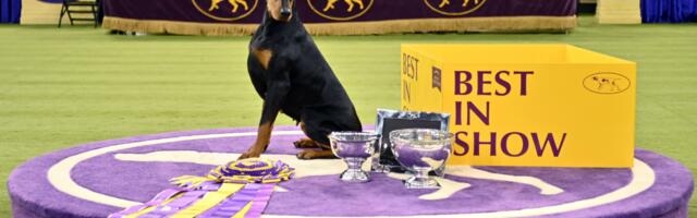 This noble lady won the 2026 Westminster Dog Show