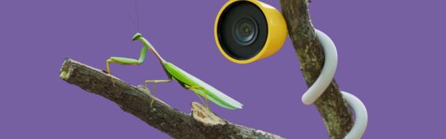 Bird Buddy Launches 'Wonder' Camera for Watching Insects