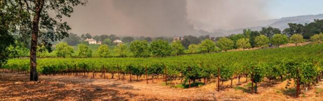 Scientists Just Found a Clever ‘Fix’ for Smoky, Wildfire-Tainted Wine