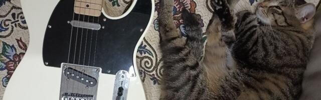 Самый доступный из настоящих Телекастеров