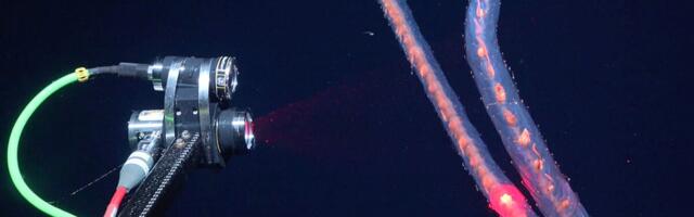 Marine Biologists Discover 31 Potential New Species in Just 2 Weeks at Sea