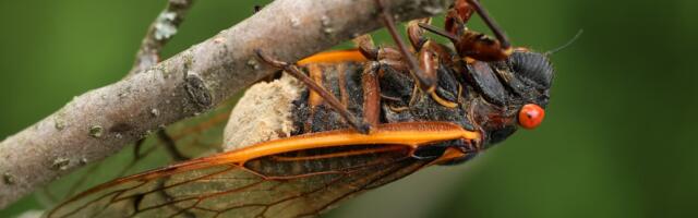 What humans might learn from nature’s real-life zombies
