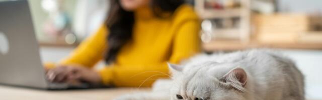 6 signs your cat is stressed that most owners mistake for normal behavior