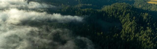 Bay Area old growth redwood preserve set for expansion