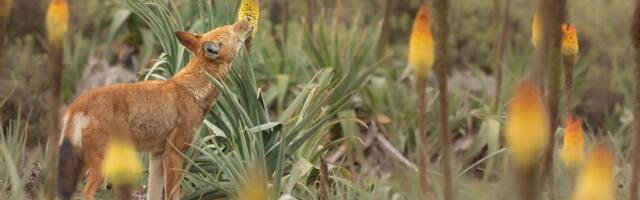 Scientists Say Nectar-Licking Wolves Are First-Known Predator Pollinators