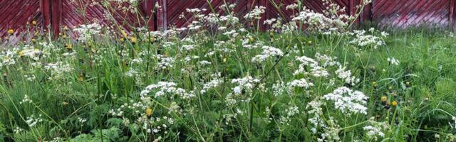 Gardeners Beware: Experts Warn These 9 Poisonous Flowers Might Be in Your Backyard