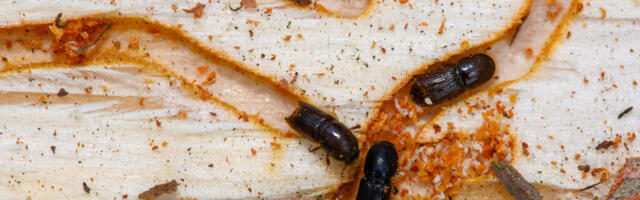 Fungus could be the insecticide of the future