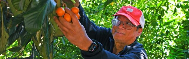 The Bay Area can’t get enough of this unique springtime fruit