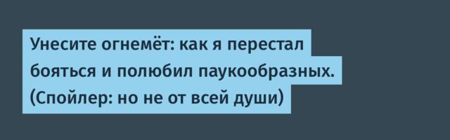 Унесите огнемёт: как я перестал бояться и полюбил паукообразных. (Спойлер: но не от всей души)