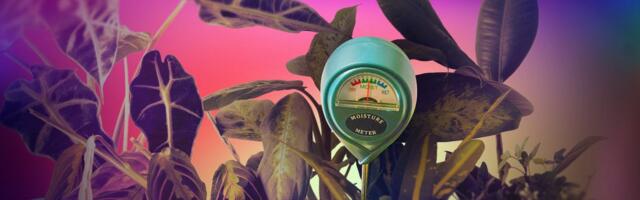 A Cheap Soil Sensor Saved My Fragile Houseplants. Here's How