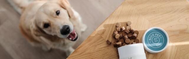 Sustainable pet nutrition: Blue Pet chosen for  pet care accelerator