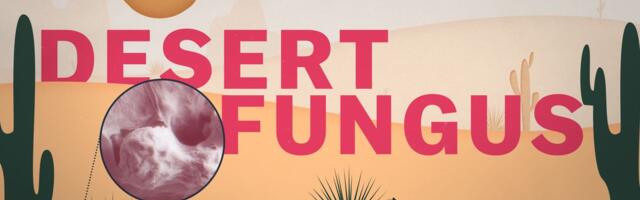 A desert fungus that infects humans is spreading