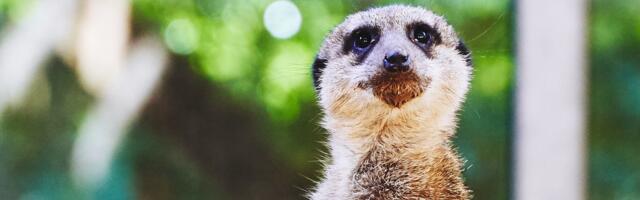 How to pitch to Sifted