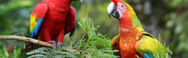 Parrots struggle when told to do something other than mimic their peers
