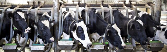 Cow manure just killed 6 workers on a dairy farm. It happens more than you’d think.