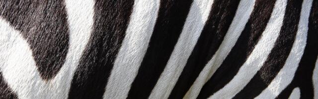 Spotted Zebra lands $1.8 million to close the skills gap