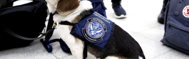 DOGE cuts to USDA may open door to invasive species, higher food prices