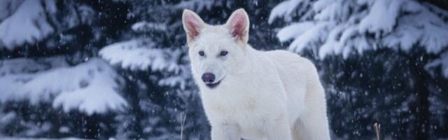 Return of the dire wolf? More like a Colossal case of conservation-washing
