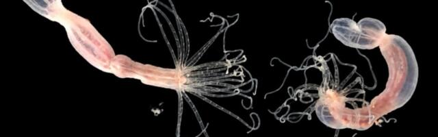 A Sea Anemone Uses CARDIB to Fight Viruses—and It’s Even More Bizarre Than It Sounds