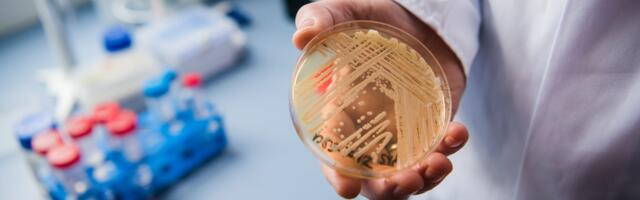 How the US can stop the spread of Candida auris, a drug-resistant fungus