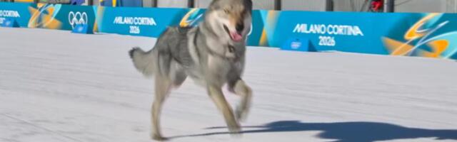 Loose dog makes Olympic cameo on the cross-country ski course at the Milan Cortina Games