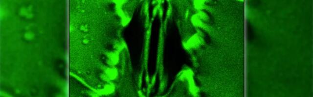 Новый инструмент на основе ML для анализа дыхания растений